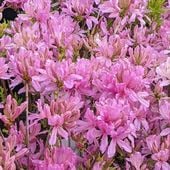 Azalia wielkokwiatowa WESTERN LIGHTS Pachnące kwiaty Jasnoróżowa Sadzonki