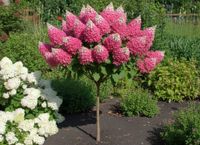 HORTENSJA NA PNIU CANDLELIGHT - sadzonki 110 / 120 cm