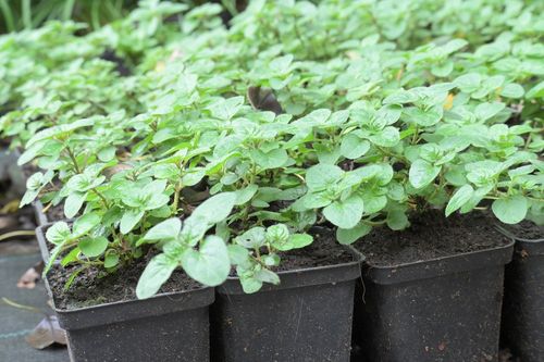 Oregano Rosenkuppel - Origanum laevigatum na Arena.pl