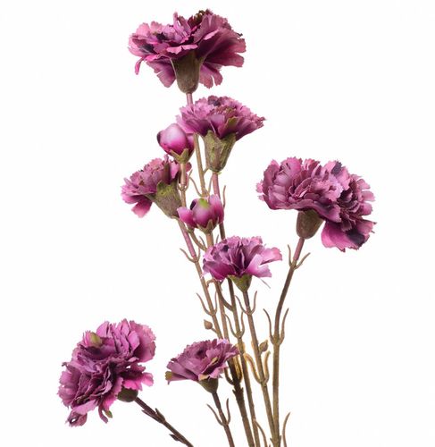 Goździk gałązka mauve na Arena.pl