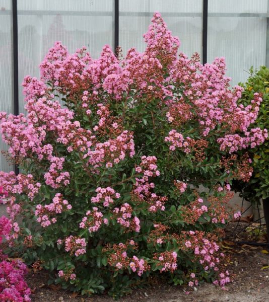 LAGERSTROEMIA EVELINE - sadzonki w doniczkach zdjęcie 1