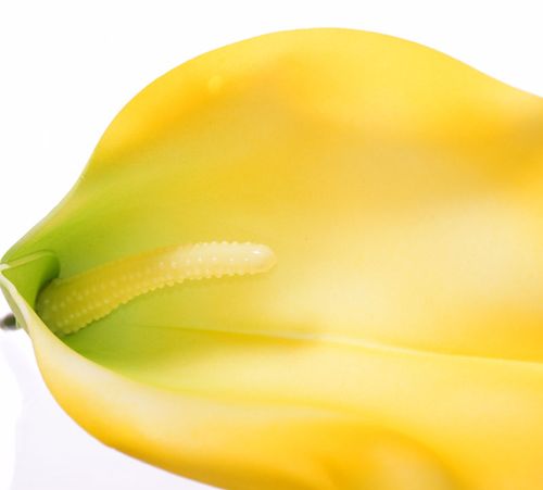 Kalia główka żółta na Arena.pl