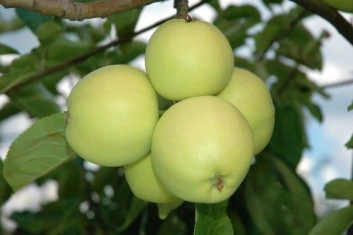 Jabłoń papierówka OLIWKA ŻÓŁTA bardzo wczesna PAPIERÓWKA Z DZIECIŃSTWA na Arena.pl