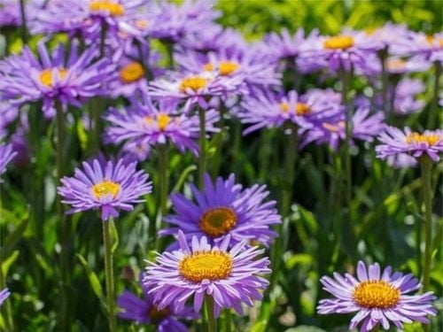 Aster alpejski VIOLET Karłowy Wiosenna bylina Na skalniak Sadzonki P9 na Arena.pl