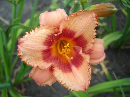 Liliowiec 'Strawberry Candy' Jasno-Różowy (Hemerocallis) Doniczka 2.0L na Arena.pl