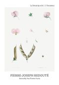 Plakat 70x100cm Butterfly Pea Flower, Redoute Vintage do Salonu