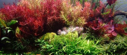 Zestaw nawozów 3x500ml CARBO MACRO MICRO akwarium na Arena.pl