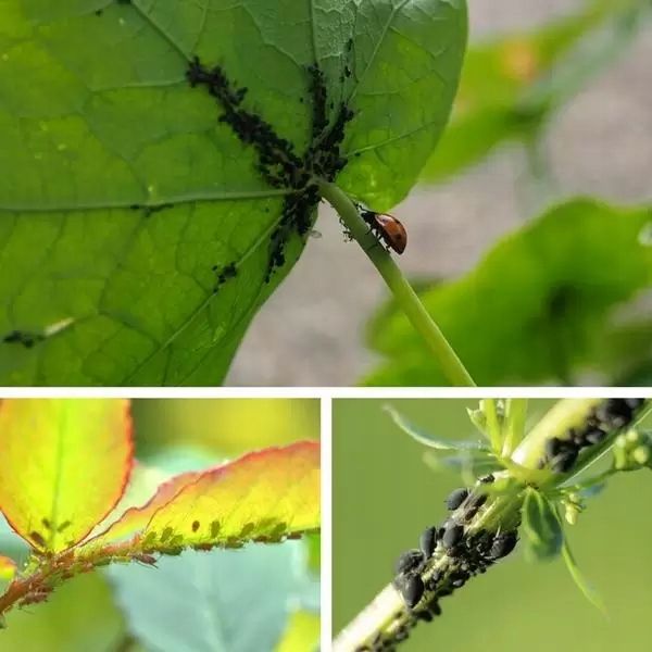 Agrecol Mospilan 20 SP 20g zdjęcie 6