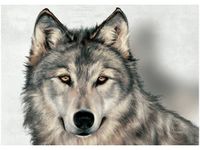 50X70CM SZARY WILK OBRAZ POKOJU DREWNINE