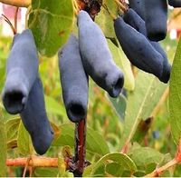 JAGODA KAMCZACKA USPIECH wielkoowocowe - sadzonki 30 / 50 cm