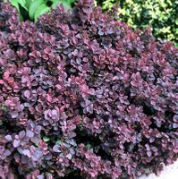 C2 BERBERYS THUNBERGA CONCORDE KRZEWY24