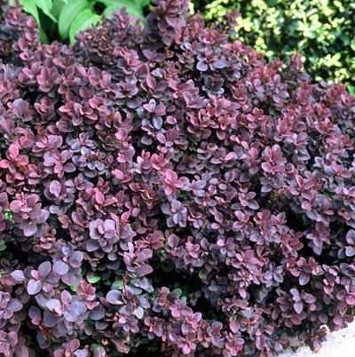 C2 BERBERYS THUNBERGA CONCORDE KRZEWY24 zdjęcie 1