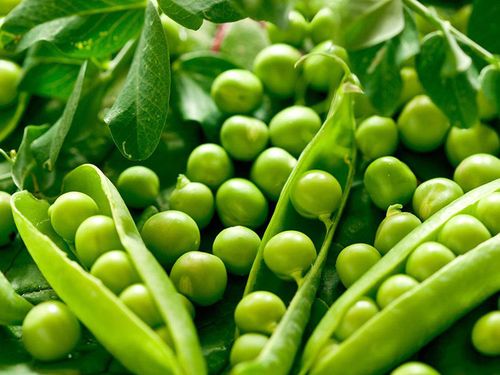 Nasiona Groch Ambrosia 50g na Arena.pl