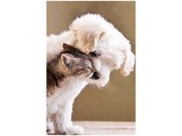 40X60CM PRZYJACIELE OBRAZ