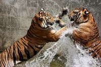 FOTOTAPETA NATURA ZWIERZĘTA WALCZĄCE TYGRYSY