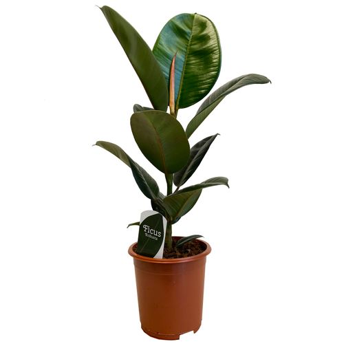 FIKUS ELASTIKA ROBUSTA 60 cm na Arena.pl