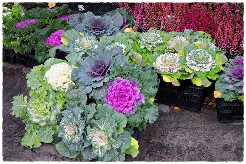 Kapusta ozdobna ZESTAW 8szt sadzonek MIX KOLORÓW na jesień i zimę na Arena.pl