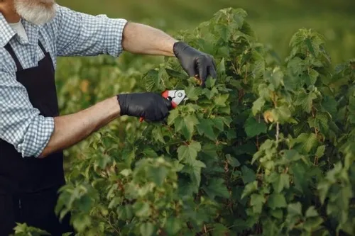 SEKATOR RĘCZNY NOŻYCE DO KRZEWÓW GAŁĘZI KWIATÓW na Arena.pl