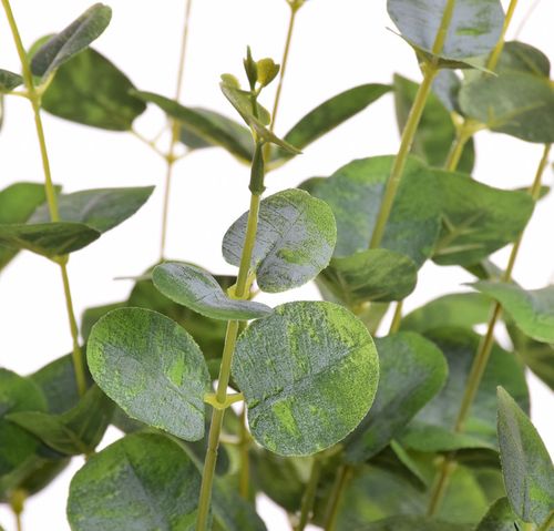 Eukaliptus bukiet powder green na Arena.pl