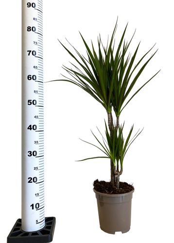 DRACENA MARGINATA 80 cm na Arena.pl
