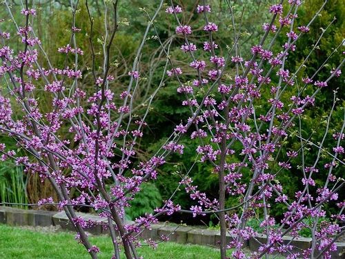 Judaszowiec kanadyjski Ruby Atkinson 60-80cm 5L na Arena.pl