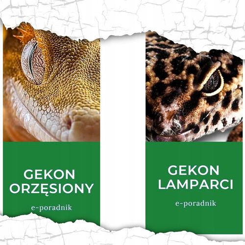 ZESTAW 3 WYMIENNYCH FILTRÓW DO POIDEŁKA MARKI COMFY ŚWIETNA FILTRACJA WODY na Arena.pl