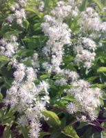 POWOJNIK PNĄCY Clematis vitalba - NASIONA 10000 sztuk - 10g.