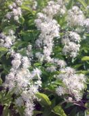 POWOJNIK PNĄCY Clematis vitalba - NASIONA 10000 sztuk - 10g.
