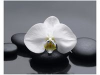 40X50CM BIAŁY STORCZYK OBRAZ