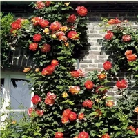 RÓŻA pnąca odporna na mróz pomarańczowa - sadzonki 20 / 30 cm