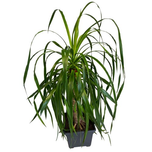 DRACENA DRACO SMOCZA 120 cm na Arena.pl