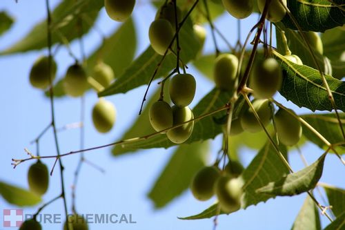 OLEJEK NEEM DO ROŚLIN NIERAFINOWANY NATURAL 500ml na Arena.pl