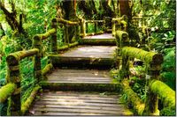 100 70CM OBRAZ PŁÓTNO DREWNIANY MOSTEK PŁÓTNO RAMA