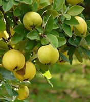 KLEISZCZE SMAKOWITE Aegle marmelos - NASIONA 140 sztuk - 10g.