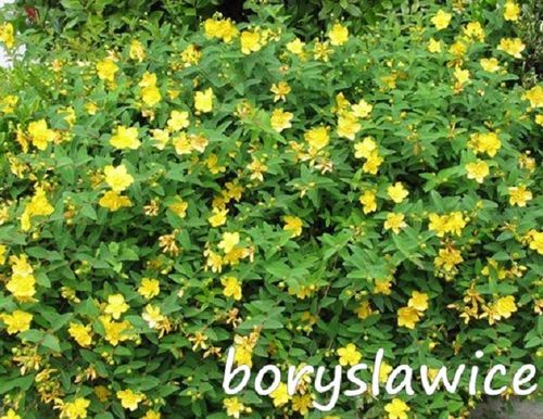 Dziurawiec ozdobny 'Hidcote' (Hypericum) w doniczkach P9, wysokość 20-30 cm na Arena.pl