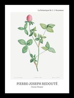 Plakat 13x18cm Design Clover Flower, Redoute Vintage do Salonu