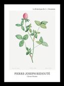Plakat 13x18cm Design Clover Flower, Redoute Vintage do Salonu