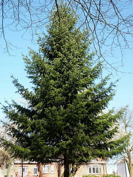 Daglezja Zielona  Pseudotsuga Menziesii  SADZONKI 50/80cm J. Douglasa zdjęcie 1