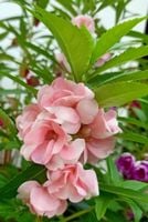 NASIONA Kwiatów Niecierpek Balsamina Irma RÓŻOWY 2g Kwiaty 256070