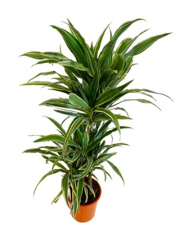 DRACENA WARNECKI 110 cm na Arena.pl