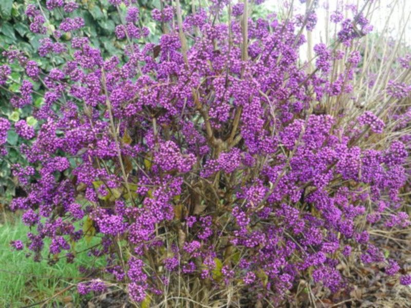 PIĘKNOTKA PROFUSION - sadzonki w doniczkach zdjęcie 3