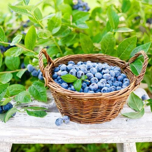 ZIEMIA PODŁOŻE DO BORÓWKI Z NAWOZEM KWAŚNA TORF ROŚLIN KWASOLUBNYCH na Arena.pl