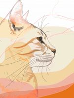 Plakat 60x80cm Delikatny Profil Kota