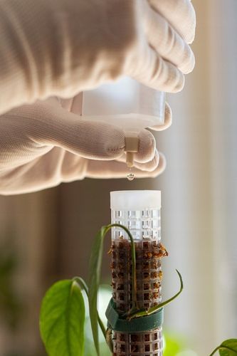 SPHAGROW AQUADRIP Nawadniacz kropelkowy do palika SPHAGROW D-6-25 na Arena.pl