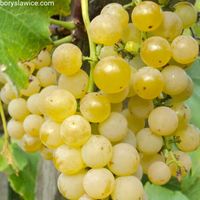 Winorośl 'Adalmiina' (Vitis) w doniczkach P9, wysokość 50-70 cm