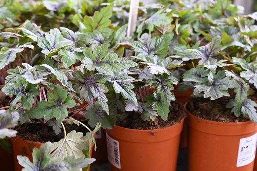 Tiarella Sugar and Spice - Tiarella na Arena.pl