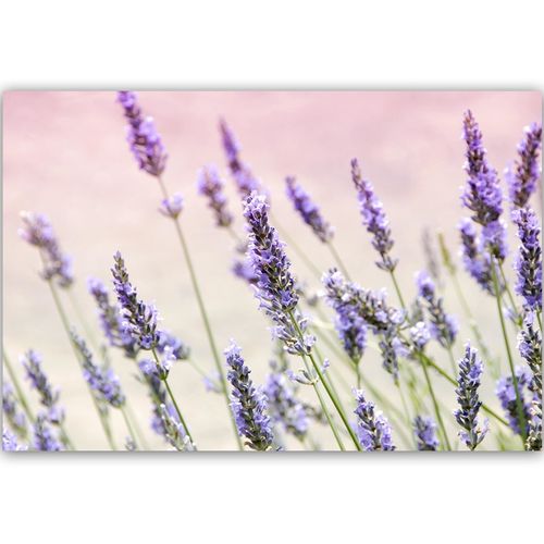Deco Panel, Kwiaty lawendy 60x40 na Arena.pl