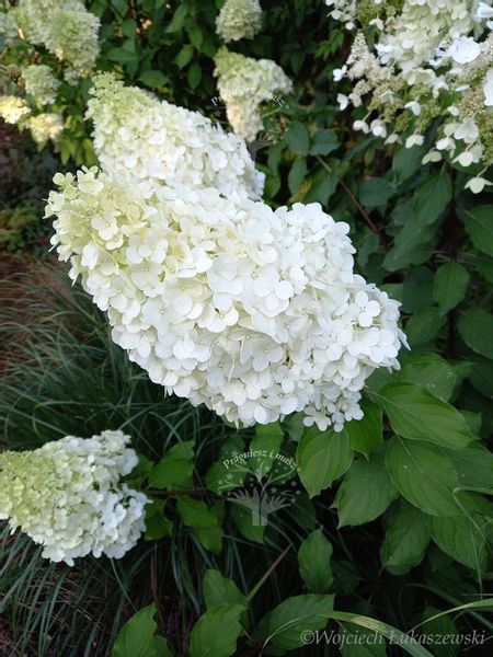 Hortensja bukietowa Polar Bear-Hydrangea paniculata zdjęcie 3
