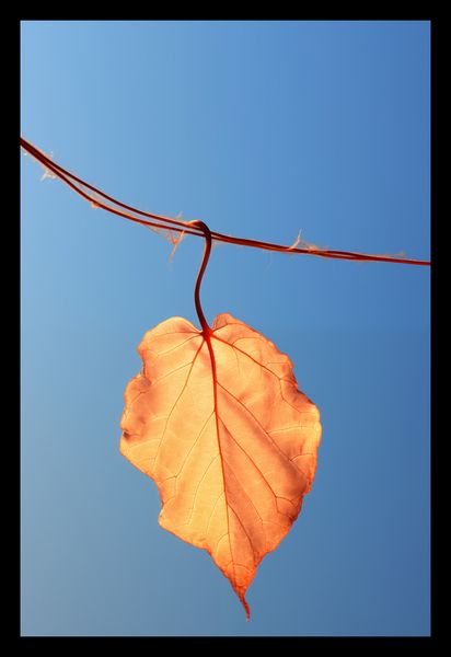 Plakat 20x30cm Ostatni Liść zdjęcie 2