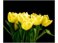 60X50CM ŻÓŁTE TULIPANY- MARK FREETH OBRAZ ŚCIAN DREWNIANE